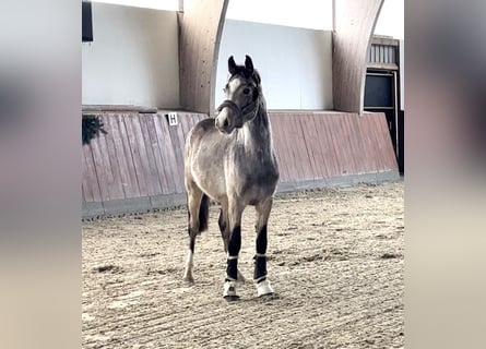 Duitse rijpony, Hengst, 2 Jaar, Buckskin