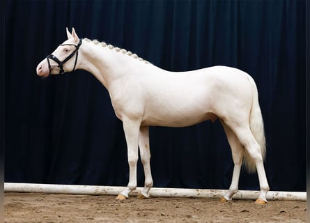 Duitse rijpony, Hengst, 2 Jaar, Cremello