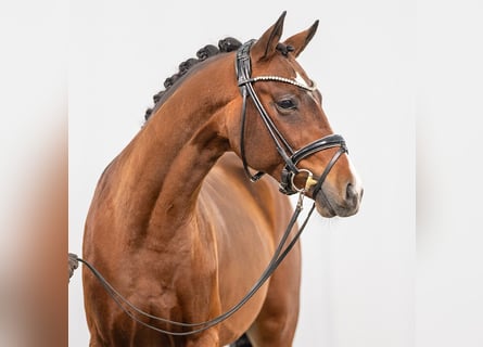Duitse rijpony, Hengst, 2 Jaar, Donkerbruin