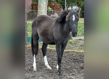 Duitse rijpony, Hengst, 2 Jaar