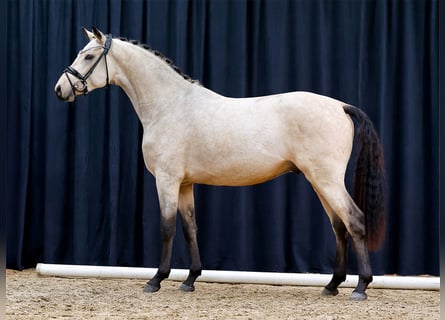 Duitse rijpony, Hengst, 2 Jaar, Falbe