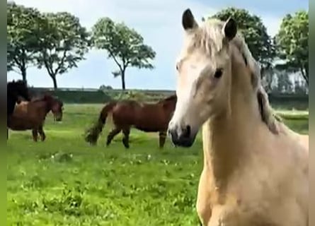 Duitse rijpony, Hengst, 2 Jaar, Palomino