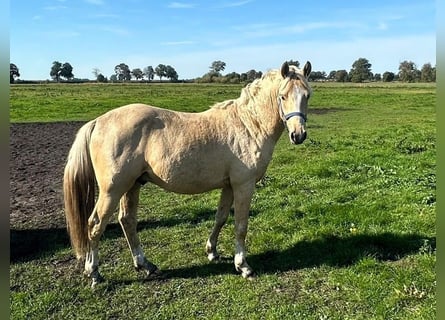 Duitse rijpony, Hengst, 2 Jaar, Palomino