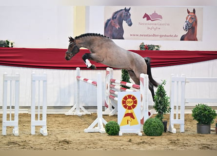 Duitse rijpony, Hengst, 2 Jaar, Roan-Bay