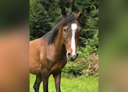 Duitse rijpony, Hengst, 3 Jaar, 142 cm, Bruin