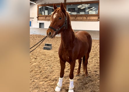 Duitse rijpony, Hengst, 3 Jaar, 144 cm, Vos