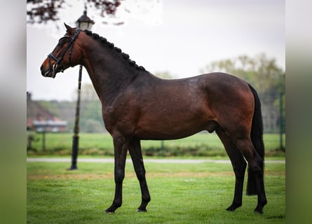 Duitse rijpony, Hengst, 3 Jaar, 146 cm, Bruin