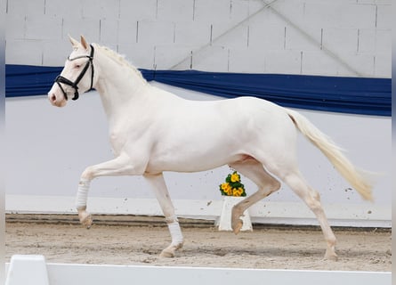 Duitse rijpony, Hengst, 3 Jaar, 146 cm, Cremello