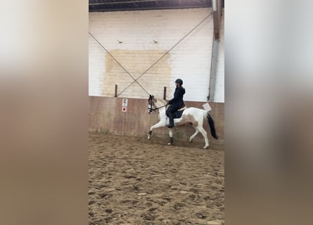 Duitse rijpony, Hengst, 3 Jaar, 146 cm, Gevlekt-paard