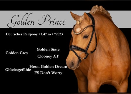 Duitse rijpony, Hengst, 3 Jaar, 146 cm, Palomino