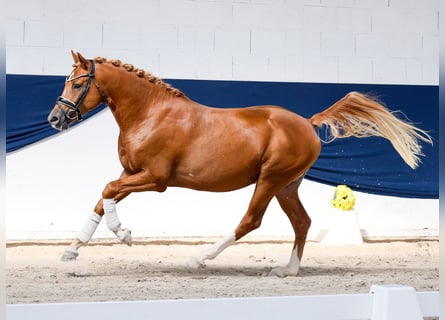 Duitse rijpony, Hengst, 3 Jaar, 146 cm, Vos
