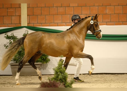 Duitse rijpony, Hengst, 3 Jaar, 147 cm, Bruin