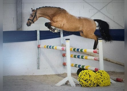Duitse rijpony, Hengst, 3 Jaar, 147 cm, Buckskin