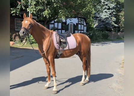 Duitse rijpony, Hengst, 3 Jaar, 147 cm, Donkere-vos
