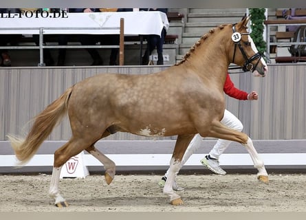 Duitse rijpony, Hengst, 3 Jaar, 147 cm, Vos