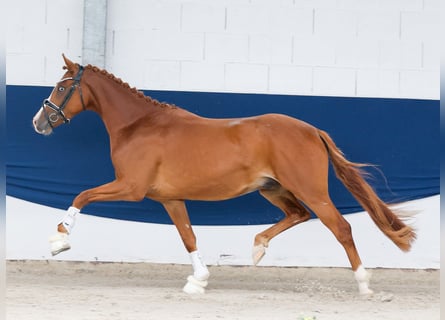 Duitse rijpony, Hengst, 3 Jaar, 147 cm, Vos