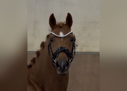 Duitse rijpony, Hengst, 3 Jaar, 147 cm, Vos