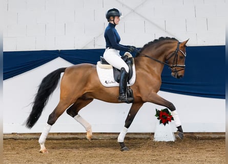 Duitse rijpony, Hengst, 3 Jaar, 148 cm, Bruin