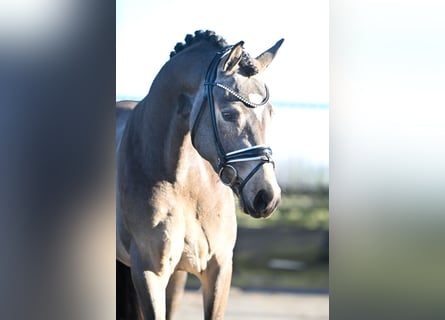 Duitse rijpony, Hengst, 3 Jaar, 148 cm, Buckskin