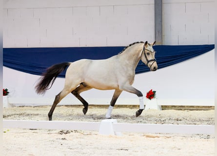 Duitse rijpony, Hengst, 3 Jaar, 150 cm, Falbe