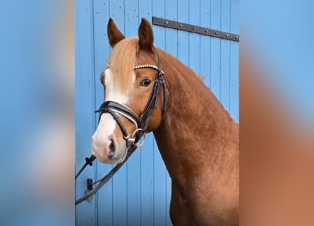 Duitse rijpony, Hengst, 4 Jaar, 144 cm