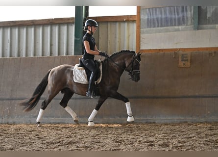 Duitse rijpony, Hengst, 4 Jaar, 144 cm, Grullo