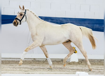 Duitse rijpony, Hengst, 4 Jaar, 145 cm, Palomino