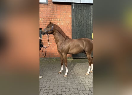 Duitse rijpony, Hengst, 4 Jaar, 146 cm, Donkere-vos