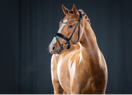 Duitse rijpony, Hengst, 4 Jaar, 146 cm, Vos