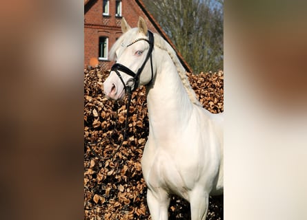 Duitse rijpony, Hengst, 4 Jaar, 148 cm, Cremello