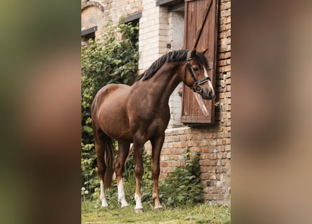 Duitse rijpony, Hengst, 4 Jaar, 148 cm, Donkere-vos