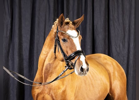 Duitse rijpony, Hengst, 4 Jaar, 148 cm, Vos