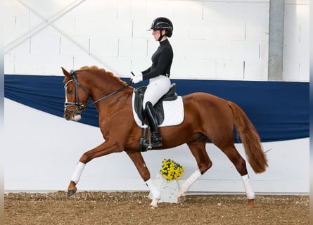 Duitse rijpony, Hengst, 4 Jaar, 148 cm, Vos