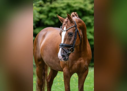 Duitse rijpony, Hengst, 4 Jaar, 148 cm, Vos