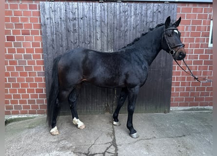 Duitse rijpony, Hengst, 4 Jaar, Donkerbruin