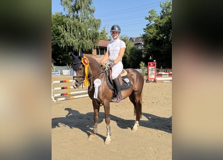 Duitse rijpony, Hengst, 5 Jaar, 145 cm, Donkere-vos