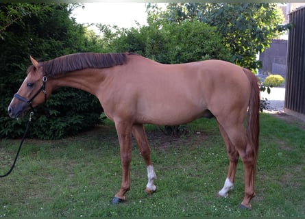 Duitse rijpony, Hengst, 5 Jaar, 147 cm, Falbe