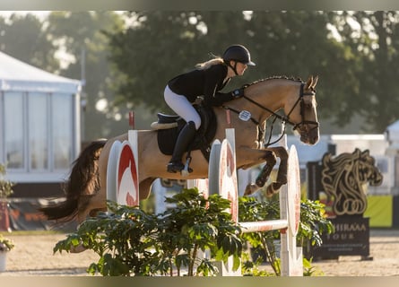 Duitse rijpony, Hengst, 5 Jaar, 147 cm, Falbe