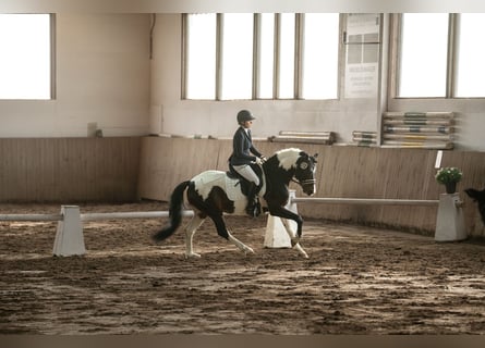Duitse rijpony, Hengst, 5 Jaar, 152 cm, Gevlekt-paard