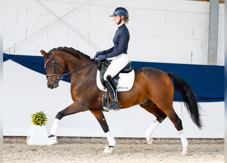 Duitse rijpony, Hengst, 5 Jaar, 154 cm, Bruin