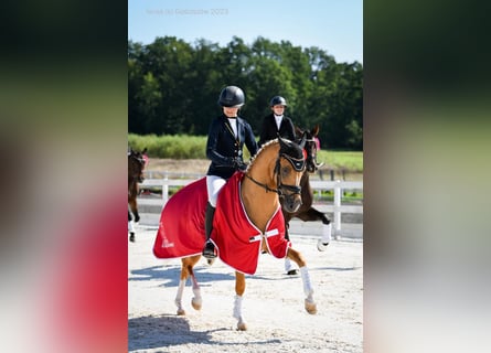 Duitse rijpony, Hengst, 6 Jaar, 147 cm, Palomino