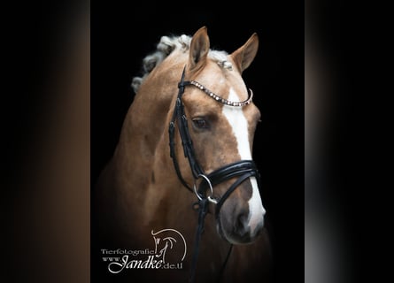 Duitse rijpony, Hengst, 6 Jaar, 147 cm, Palomino