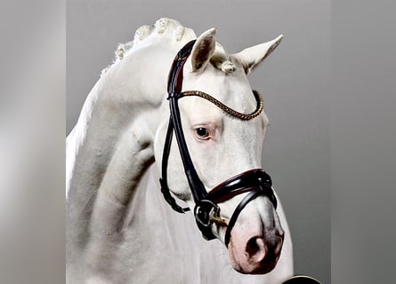 Duitse rijpony, Hengst, 6 Jaar, 148 cm, Cremello