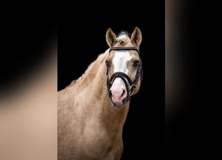 Duitse rijpony, Hengst, 9 Jaar, 145 cm, Palomino