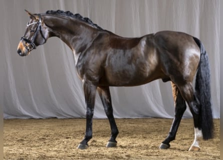 Duitse rijpony, Hengst, 18 Jaar, 156 cm, Bruin
