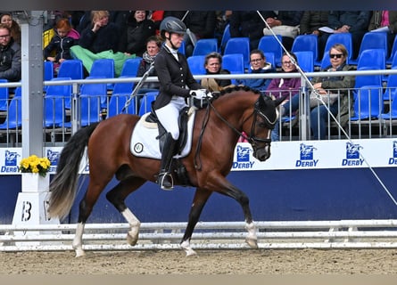 Duitse rijpony, Hengst, 4 Jaar, 147 cm, Bruin