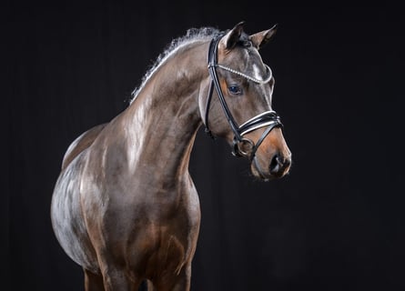 Duitse rijpony, Hengst, 3 Jaar, 145 cm, Donkerbruin