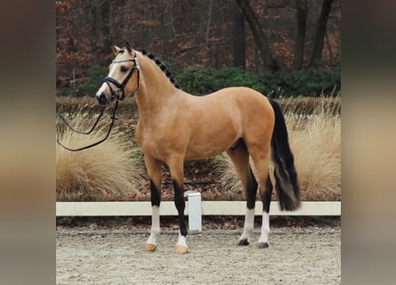 Duitse rijpony, Hengst, 4 Jaar, 147 cm, Falbe