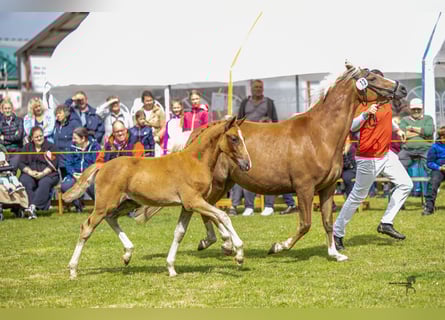 Duitse rijpony, Hengst, Veulen (04/2025), 145 cm, Vos
