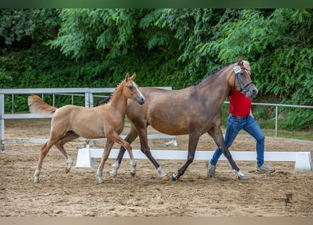 Duitse rijpony, Hengst, veulen (04/2024), 146 cm, Falbe